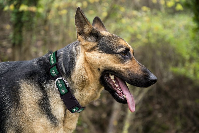 Pets First NHL Collar for Dogs & Cats. Adjustable, Cute, & Stylish! The Ultimate Hockey Fan Collar! - Image 4
